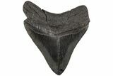 Serrated, Fossil Megalodon Tooth - South Carolina #202288-1